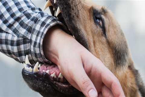 Can you sue a dog for biting you?