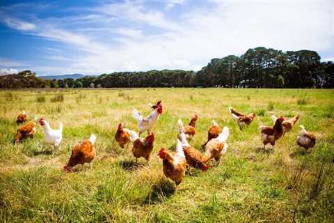 Class action lawsuit accuses Perdue Farms of misclassifying chicken growers