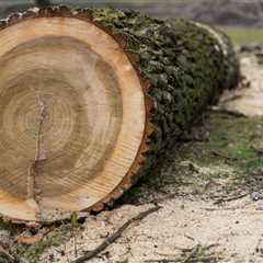 THE BASICS OF STUMP GRINDING AND REMOVAL