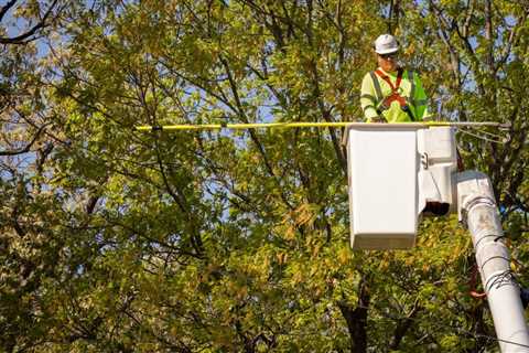 COMMON MISTAKES TO AVOID DURING TREE PRUNING