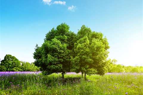 THE SCIENCE BEHIND HOW TREES GROW