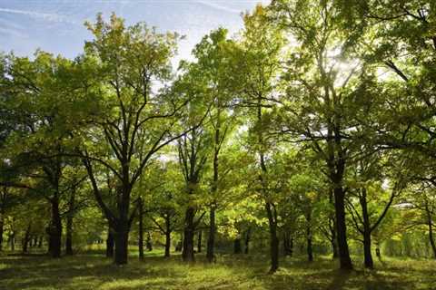 THE ROLE OF TREES IN PROVIDING HABITAT FOR WILDLIFE