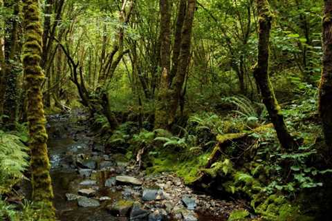 ROLE OF TREES IN SUPPORTING SUSTAINABLE FISHERIES