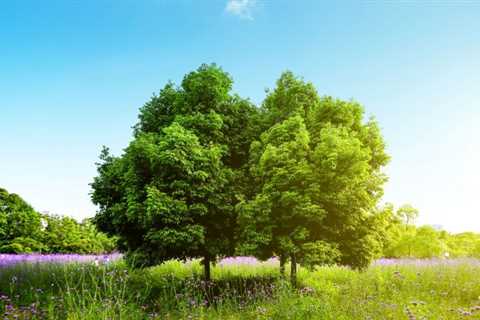 THE SCIENCE BEHIND HOW TREES IMPROVE SOIL ORGANIC MATTER DECOMPOSITION