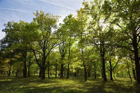 ENCOURAGING TREE DIVERSITY FOR A HEALTHIER ECOSYSTEM