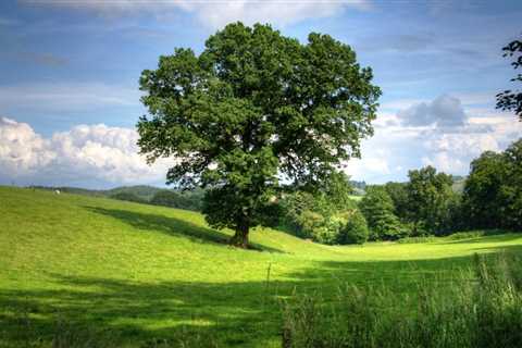 THE BENEFITS OF USING TREES FOR CARBON SEQUESTRATION