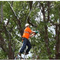 THE DANGERS OF OVERPRUNING TREES