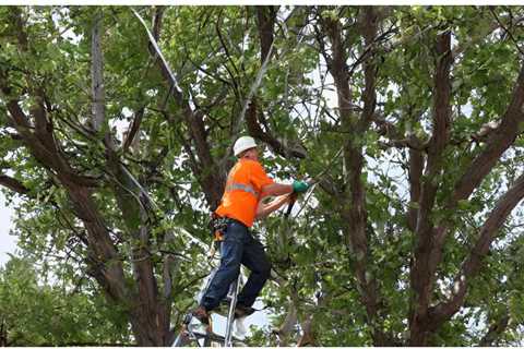 THE DANGERS OF OVERPRUNING TREES