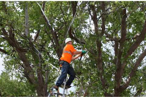 BEST PRACTICES FOR MANAGING TREE DEBRIS NEAR HISTORICAL MONUMENTS