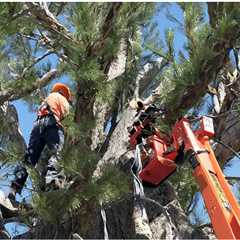 THE PROS AND CONS OF USING MECHANICAL EQUIPMENT FOR TREE SERVICES