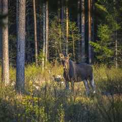 THE IMPACT OF TREES ON WILDLIFE CONSERVATION EFFORTS IN UTAH