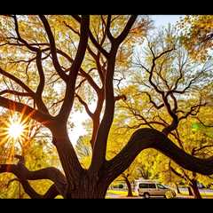 Tree Service West Jordan UT 84084