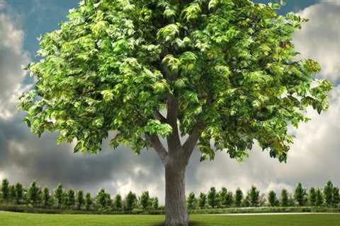 7 Ways To Care For Your Trees In Taylorsville