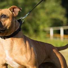 Dog Bite Lawsuits Baltimore, MD · Wednesday, Nov 19 📸