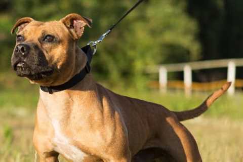 Dog Bite Lawsuits Baltimore, MD · Wednesday, Nov 19 📸